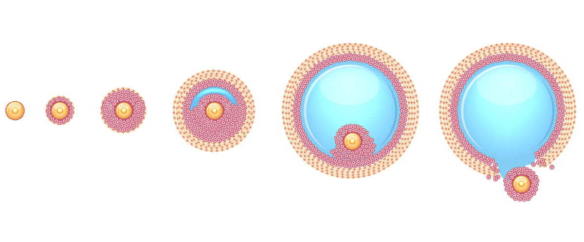 what-are-ovarian-follicles-ivi-uk